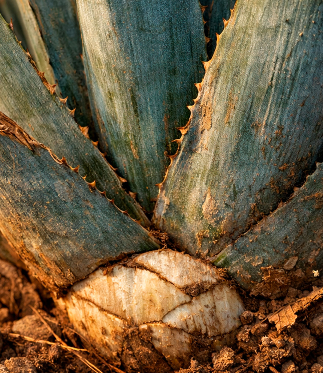 Step 1 Source - Premium agave